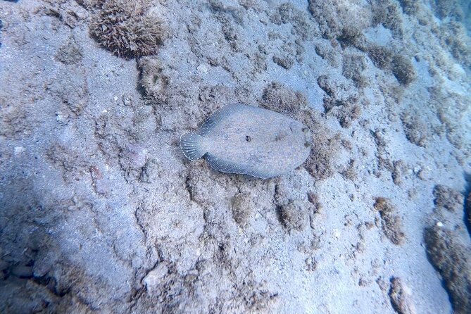 Guided Snorkeling adventure in San Juan - Hilton day access: the bonus that makes it feel like more than a quick trip
