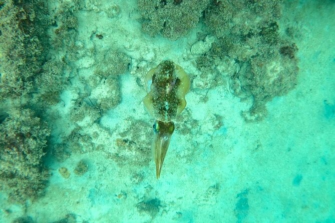 Guided Snorkeling adventure in San Juan - Price and value: is $76.70 worth it?