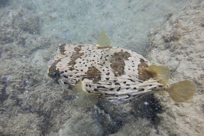 Guided Snorkeling adventure in San Juan - Weather, water conditions, and who should book