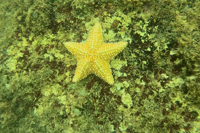 Guided Snorkeling adventure in San Juan - Should you book Aqua Adventure’s guided snorkeling in San Juan?