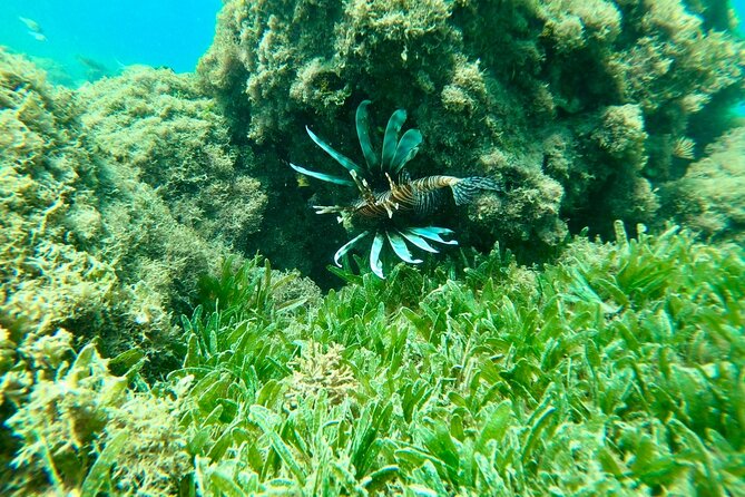 Guided Snorkeling adventure in San Juan - FAQ