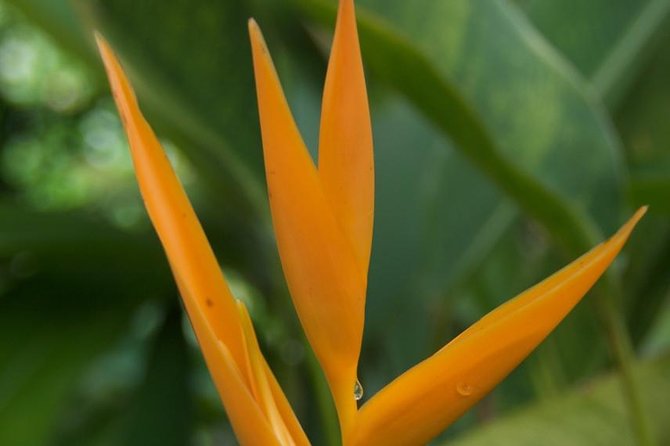 Half-Day El Yunque National Forest Tour from San Juan - What makes the guide matter so much here