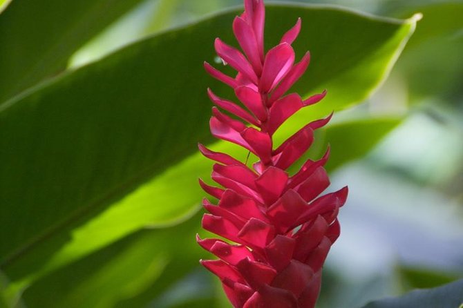Half-Day El Yunque National Forest Tour from San Juan - The real value of $100: what you’re paying for