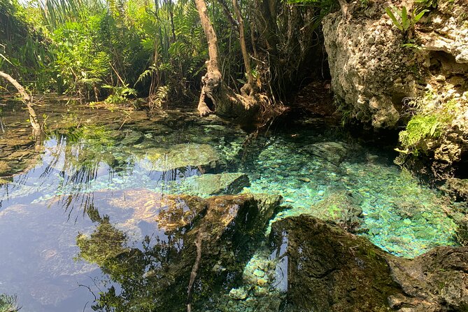 Hidden Gems of the North, Puerto Rico Private Tour - The Crystal Spring Swim: A Short Walk With Big Payoff