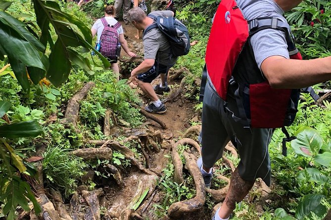 Hike El Yunque Rainforest and Kayak Bio Bay Combo Tour - Who Will Guide You: Names I’ve Seen and the Energy That Matters