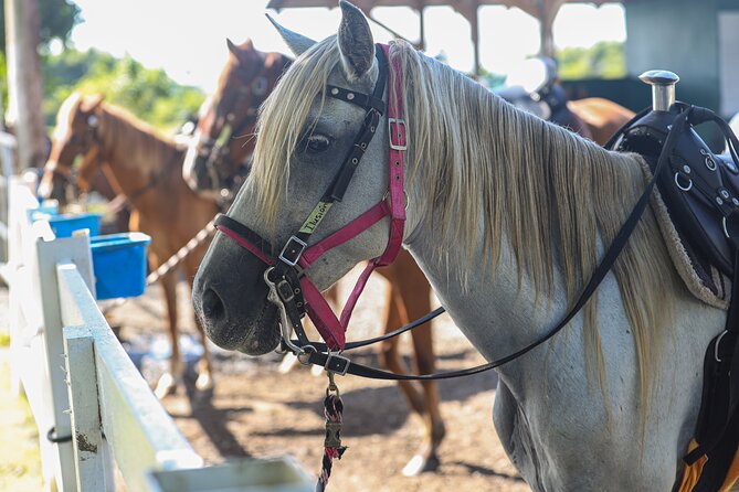Horseback Riding Tour at Private Ranch - What Makes the Guides So Important (and Names You Might Hear)