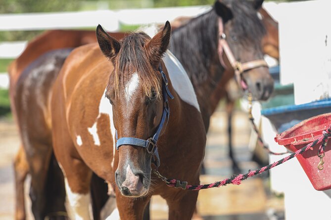 Horseback Riding Tour at Private Ranch - Clothes, Sun, Bugs, and the Small Stuff That Saves Your Day