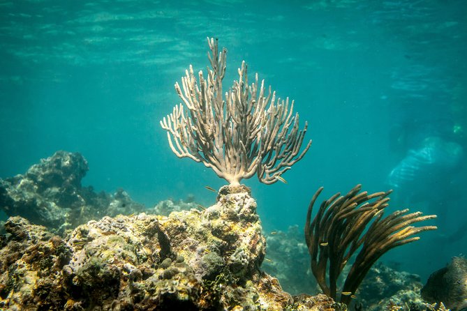 Icacos Deserted Island Catamaran, Snorkel, and Picnic Cruise - Shell hunting and the pink-sand factor