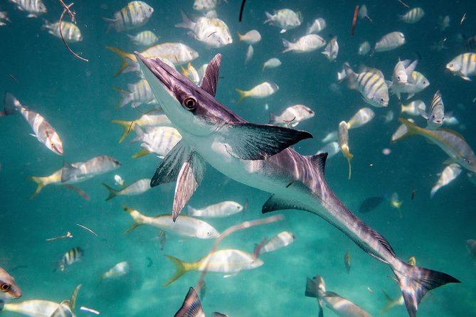 Icacos Deserted Island Catamaran, Snorkel, and Picnic Cruise - Reef expectations for beginners vs. picky snorkelers