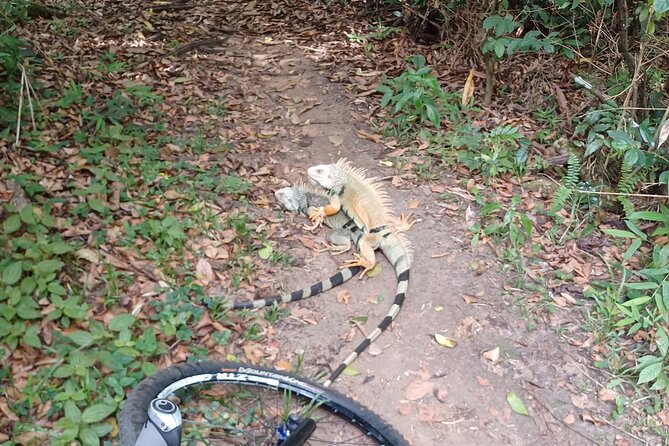 Mountain Bike tour to a Pristine Spring and Cave - Price and Value: $140 for Bike, Helmet, Fruit, Water, and Two Big Stops