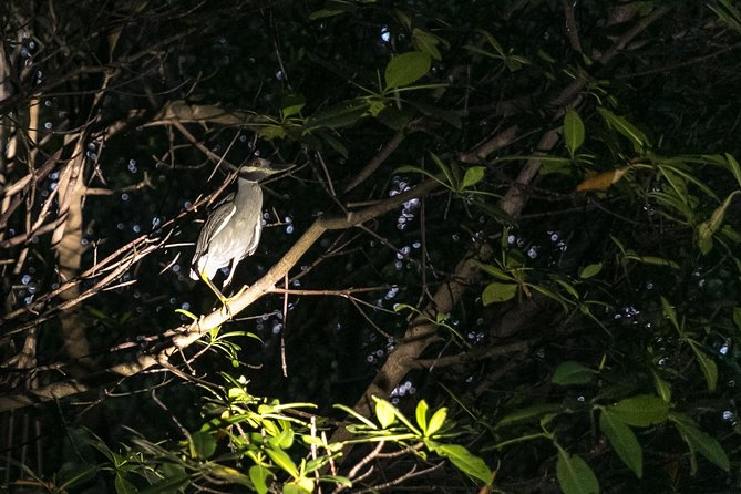 Night Kayaking Experience on Bioluminescent Lagoon in Fajardo - Laguna Grande Bio Bay: What You’re Seeing and Why It’s Special