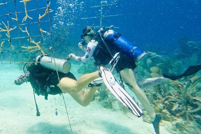 Private 2-Tank Dive with PADI Instructor for Certified Divers - What you’ll see: turtles, rays, lobsters, and nurse sharks