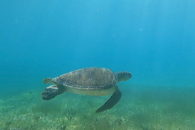 Public or Private Boat Trip to Icacos & Palomino - Lunch and Rum Drinks: The Inclusion That Changes the Value