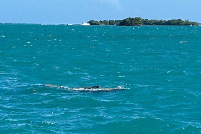 Puerto Rico: Bio Bay Swim and Sunset Charter or Late night tour - Price and value: $65 for two very specific magic stops