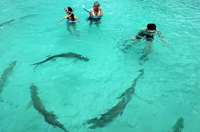 Puerto Rico's Only Private, VIP & Filmed Bio Bay Swim Experience - La Parguera Bioluminescent Bay: Dinoflagellates, Papayo Cove, and the Host’s Briefing