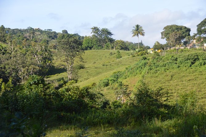 Puerto Rico Waterfall Hiking Tour: Discover Hidden Gems 2.0 - The Real Star: A 40–60 Minute Trail That Tests Your Footwork