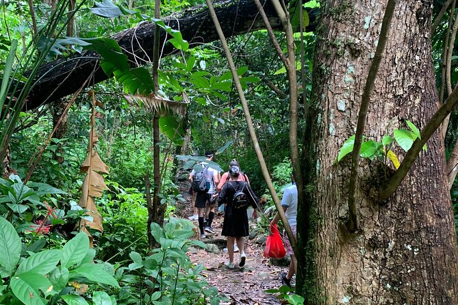 Rainforest Nature Walk & Luquillo Beach Combo - Price and Value: Is $75 Worth It for This Mix of Stops?