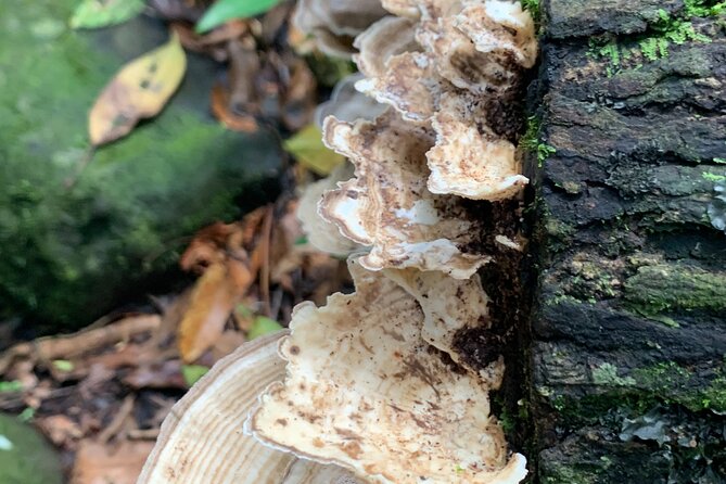 Rainforest Nature Walk & Luquillo Beach Combo - Who This Tour Fits Best (And Who Should Pass)