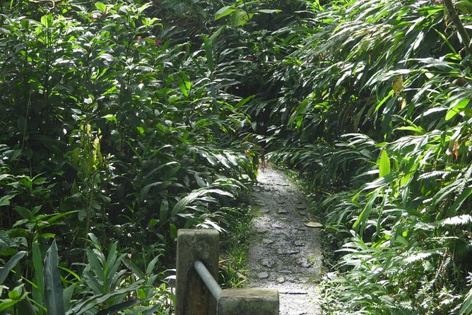Rainforest Nature Walk & Luquillo Beach Combo - Río Mameyes Swim Time: Why This Stop Is the Main Event