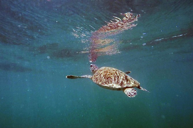 San Juan Guided Snorkel With Turtles Tour and Videos - The GoPro Video: A Real Souvenir, Not a Maybe