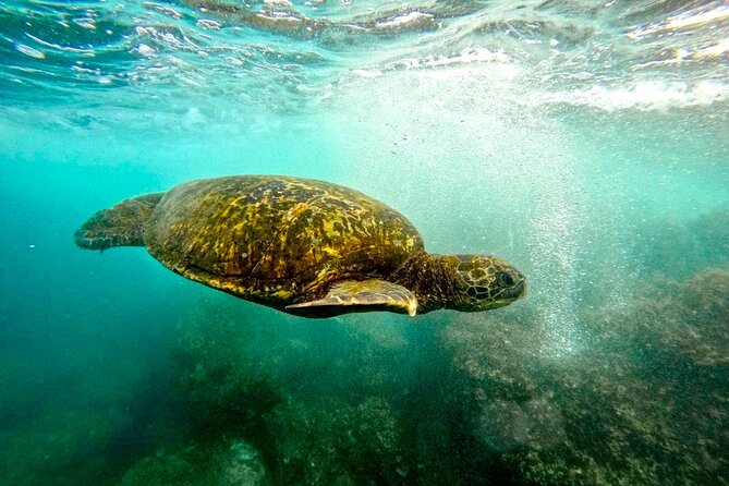 San Juan Guided Snorkel With Turtles Tour and Videos - Timing in San Juan: 1 to 1.5 Hours, Plus Weather Reality