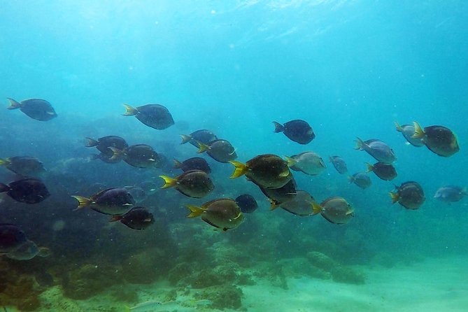 San Juan Guided Snorkel With Turtles Tour and Videos - Meet the Guides Who Make the Difference