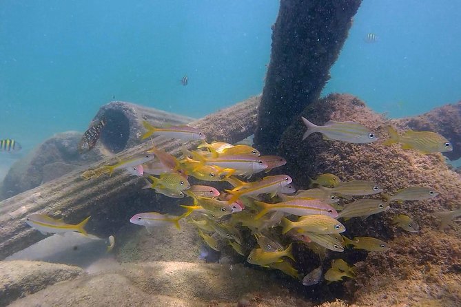 San Juan Guided Snorkel With Turtles Tour and Videos - Price and Value: Does $42.30 Make Sense?