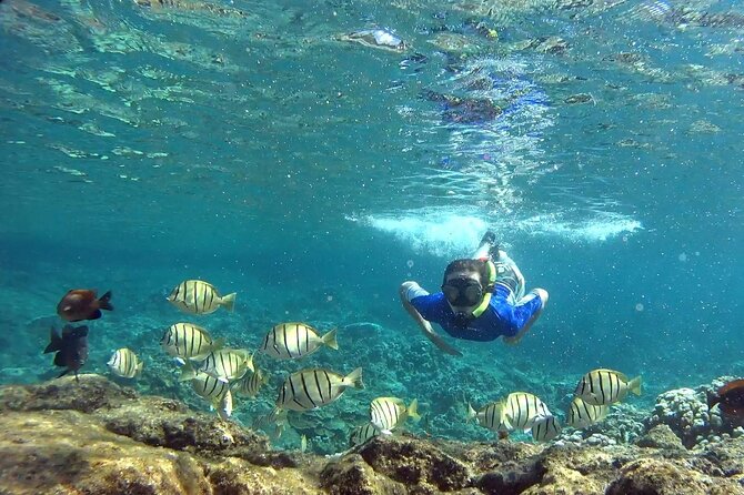 San Juan Guided Snorkeling Experience - With Transport 8am or 3pm - Gear, Comfort, and the Walk-In Problem (Bring Foot Protection)