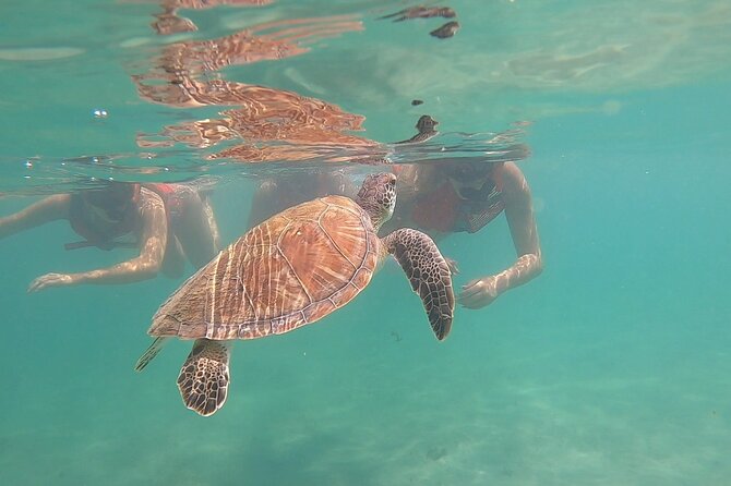 San Juan: Kids and Family Snorkeling Adventure with Videos - Shore Snorkeling for Families in San Juan (No Boat Needed)