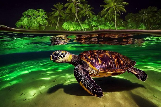 San Juan LED Night Snorkel - The moment the lights turn on: reef viewing you can’t replicate at noon
