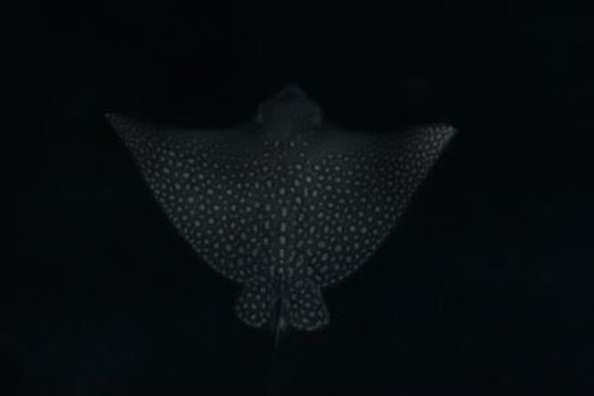 San Juan LED Night Snorkel - Who should book this LED night snorkel (and who should think twice)