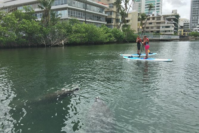 San Juan | Paddleboard | Kayak | Snorkeling | Guided Tours - Who This Tour Fits Best (and Who Should Rethink It)