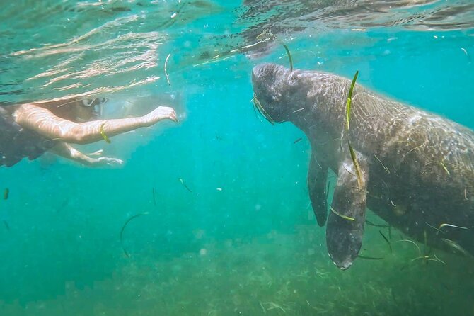San Juan Snorkel with Turtles and Manatee's; Free Video and Rum! - Key Highlights You’ll Care About Before You Go