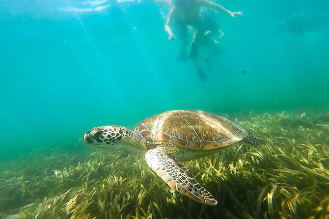 San Juan Snorkel with Turtles and Manatee's; Free Video and Rum! - Entering The Water From Playita del Condado (And Why It Matters)