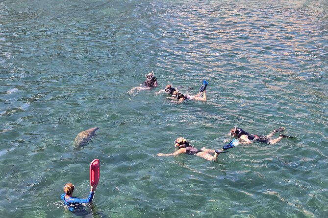 San Juan Snorkel with Turtles and Manatee's; Free Video and Rum! - What Makes This Tour Work for Sea Turtles and Manatees