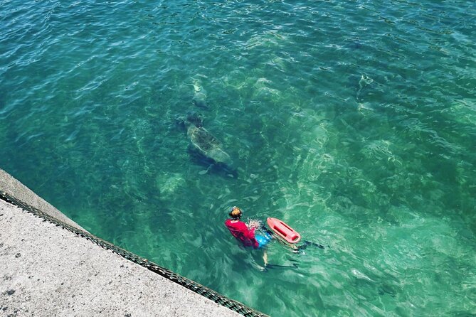 San Juan Snorkel with Turtles and Manatee's; Free Video and Rum! - The Sea Life You Can Expect to See (Even If It’s Not Always the Big Ones)