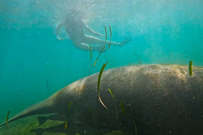 San Juan Snorkel with Turtles and Manatee's; Free Video and Rum! - Free Video and Rum: Good Souvenirs, With One Realistic Note