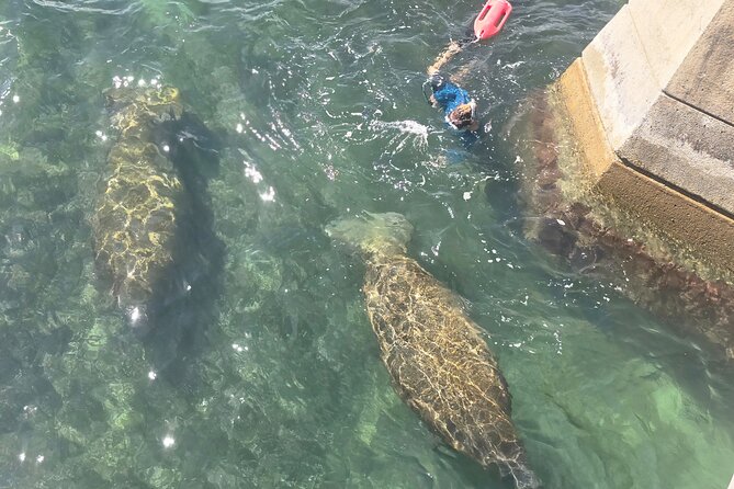 San Juan Snorkel with Turtles and Manatee's; Free Video and Rum! - Conditions That Can Change Your Experience (And How to Plan Around Them)