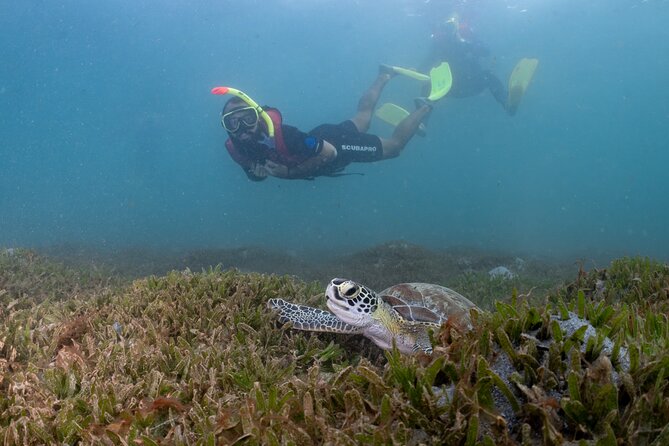 San Juan Snorkeling Tour with Fish and Turtles - The best part for beginners: guides who keep you calm