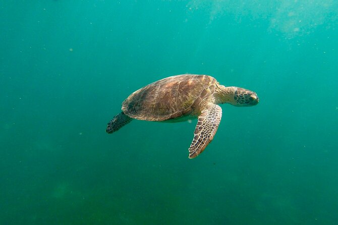 San Juan: Snorkeling with Turtles Adventure and Free Videos - Key highlights to notice before you go