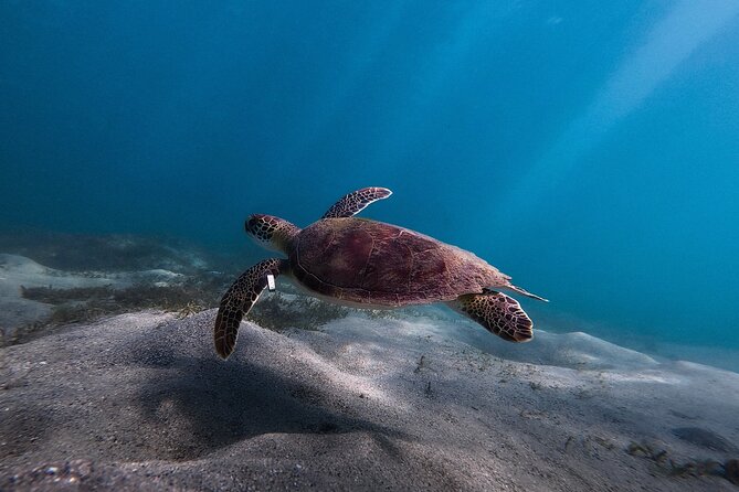 San Juan: Snorkeling with Turtles Adventure and Free Videos - What happens before you swim: gear, briefings, and safety basics
