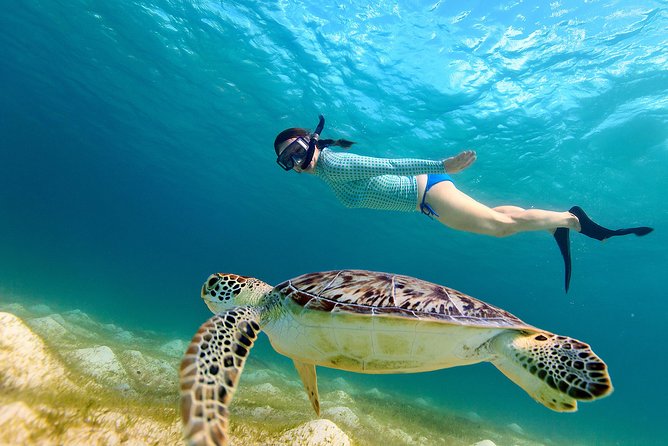 San Juan Turtle Spotting Snorkel Adventure with Videos - Key Things That Make This Turtle Snorkel Work