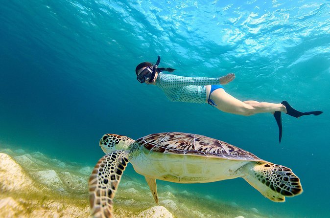 San Juan Turtle Spotting Snorkel Adventure with Videos - Turtle Sightings: High Odds, Not a Contract