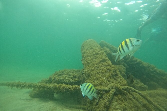 San Juan Turtle Spotting Snorkel Adventure with Videos - The Video Extra: Why It’s Mentioned So Often