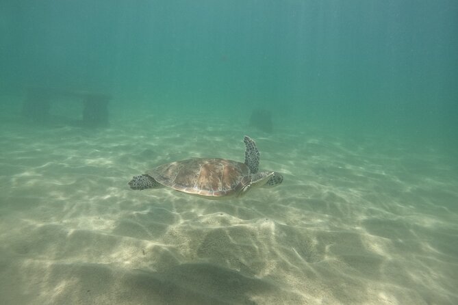 San Juan Turtle Spotting Snorkel Adventure with Videos - Who Should Book This Turtle Spotting Snorkel
