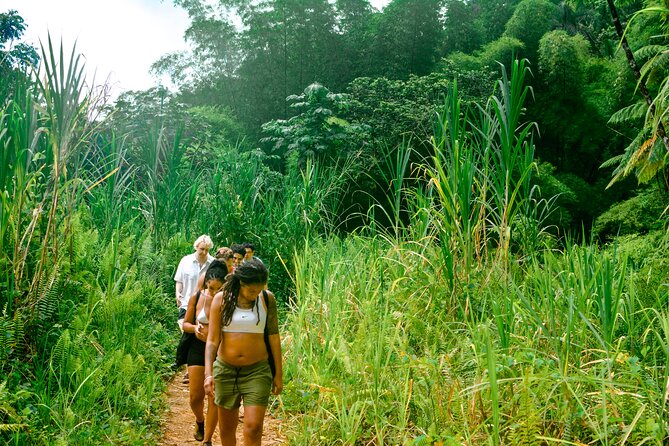 Small-Group El Yunque Rainforest Vivid Day Tour with Transport - The Half-Day Plan: 30 Minutes Up, Then Pools and Waterfalls