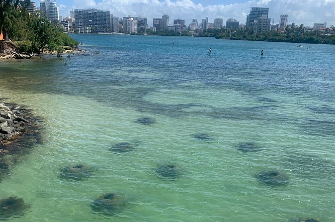 Snorkeling Guided Tour Experience in Condado Lagoon - Wildlife you might see: set expectations, then enjoy the hunt