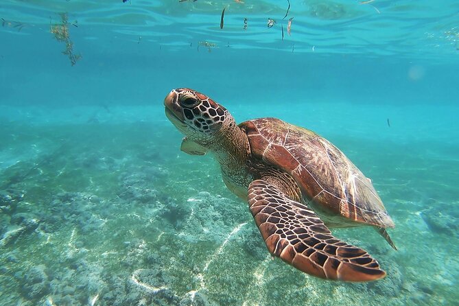 Snorkeling in Paradise - Videos Included - Key Things That Make This Snorkel Tour Worth It