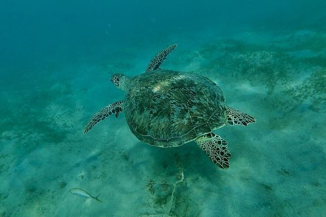 Snorkeling in Paradise - Videos Included - Wildlife Spotting in Puerto Rico Waters: Turtles, Fish, and Reef Life