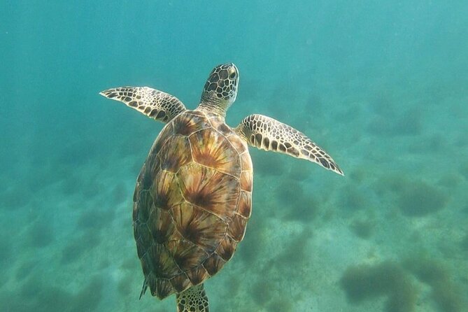 Snorkeling in Paradise - Videos Included - Group Size, Timing, and Comfort: When You’ll Enjoy It Most